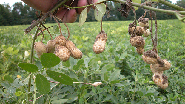 Erdnüsse, Erdnuss, Wie wachsen Erdnüsse, Erdnüsse Herkunft